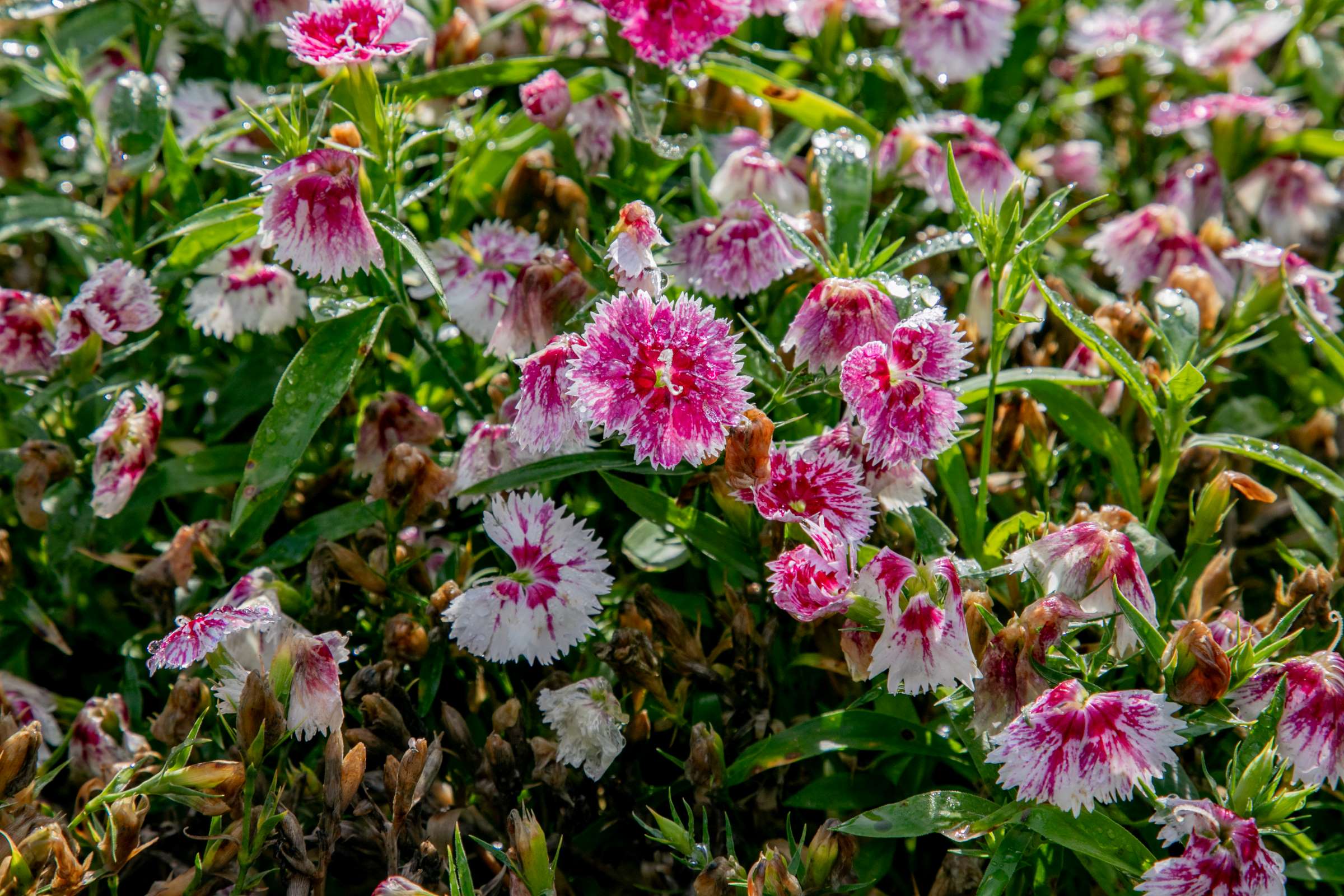 field of flowers